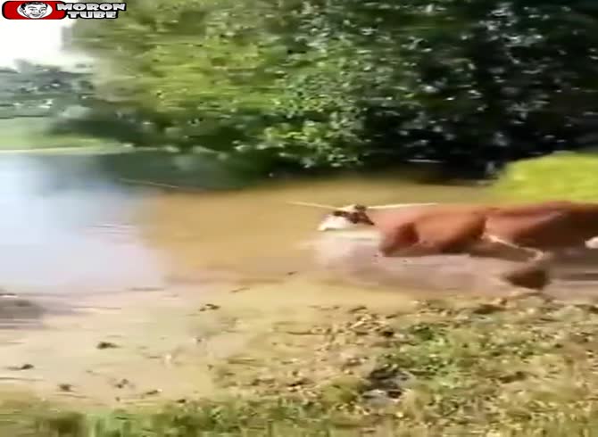 Video :Internet users find this method of handling cows offensive